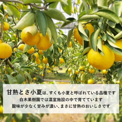 <白木果樹園> 甘熟とさ小夏 訳ありご家庭用 約5kg　こなつ 日向夏 宿毛小夏 すくもこなつ　