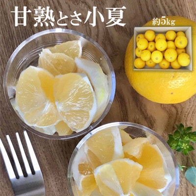<白木果樹園> 甘熟とさ小夏 訳ありご家庭用 約5kg　こなつ 日向夏 宿毛小夏 すくもこなつ　