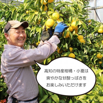<白木果樹園> 甘熟とさ小夏 訳ありご家庭用 約5kg　こなつ 日向夏 宿毛小夏 すくもこなつ　