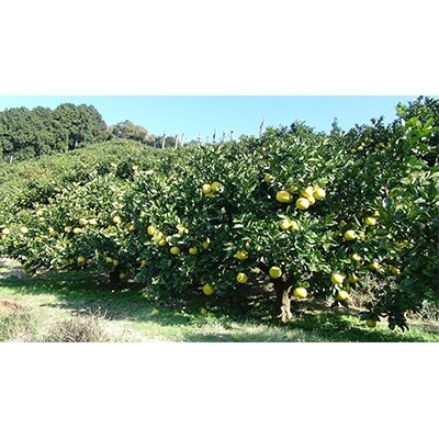 三愛果樹園の土佐文旦 家庭用5kg