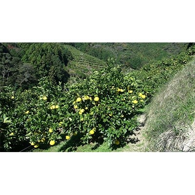 三愛果樹園の土佐文旦　家庭用10kg