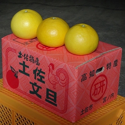 三愛果樹園の土佐文旦　贈答用約5kg