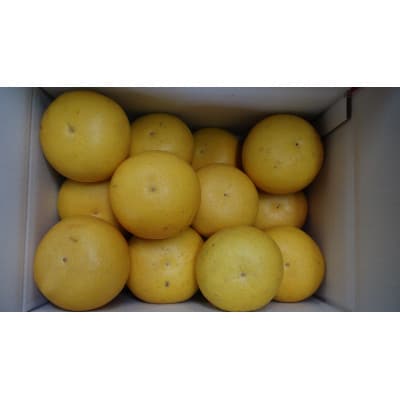 三愛果樹園の土佐文旦(小玉)家庭用[約5kg・L～Mサイズ12玉～17玉程度]