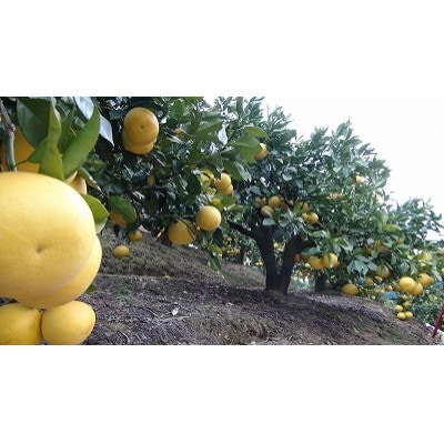 【訳あり】三愛果樹園の土佐文旦約5kg