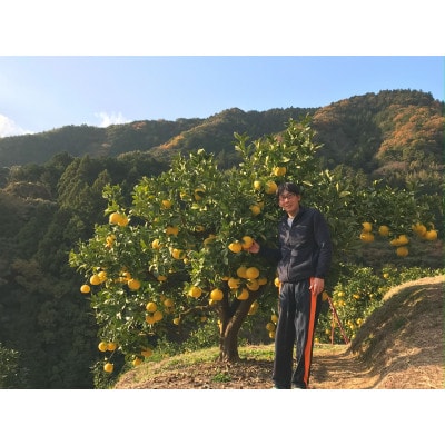 三愛果樹園の土佐文旦(大玉)家庭用約5kg