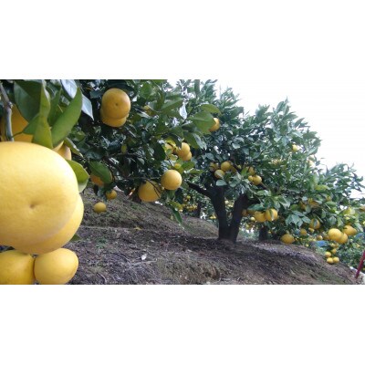 三愛果樹園の土佐文旦(大玉)家庭用約5kg