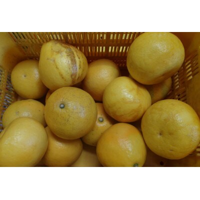 【規格外品】三愛果樹園の土佐文旦約10kg(農家応援商品)