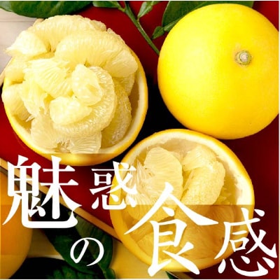 高知産　柑橘【土佐文旦】　2L 21玉入り　家庭品