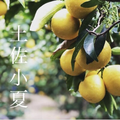高知産　柑橘【土佐小夏】　Mサイズ　15玉入り　贈答品