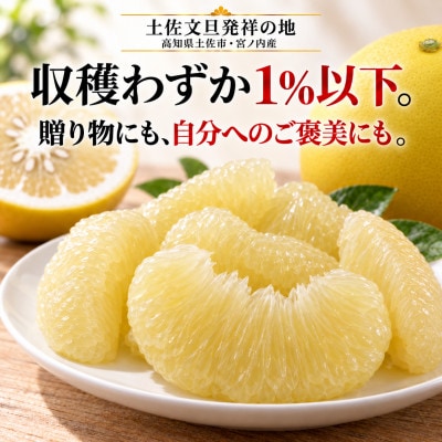 日本ギフト大賞受賞・先行予約 厳選こだわり土佐文旦3kg 化粧箱 ギフト 高知県土佐市産 やの一果彩