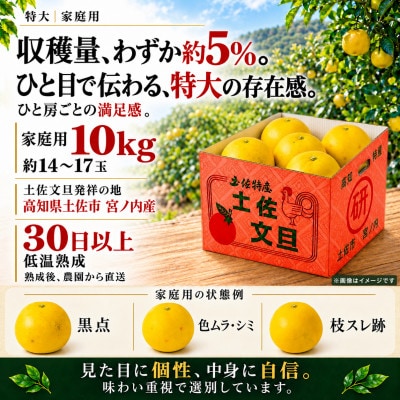 【日本ギフト大賞受賞・先行予約】園主こだわり土佐文旦特大10kg 家庭用 高知県土佐市産 やの一果彩