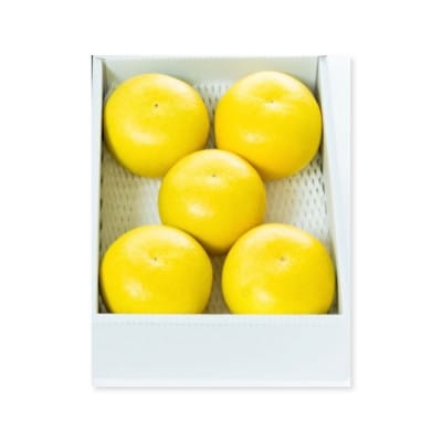 温室土佐文旦　3kg(5玉～6玉)贈答用　　【先行受付】2025年12月上旬から発送予定