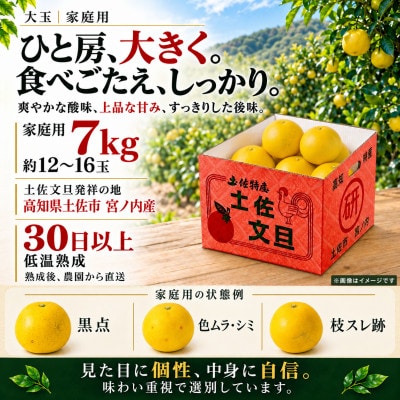 【日本ギフト大賞受賞・先行予約】園主こだわり土佐文旦 大玉7kg 家庭用 高知県土佐市産 やの一果彩