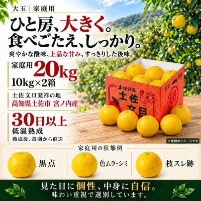 【日本ギフト大賞受賞・先行予約】園主こだわり土佐文旦大玉20kg 家庭用 高知県土佐市産 やの一果彩