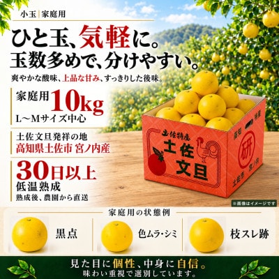 【日本ギフト大賞受賞・先行予約】園主こだわり土佐文旦小玉10kg 家庭用 高知県土佐市産 やの一果彩