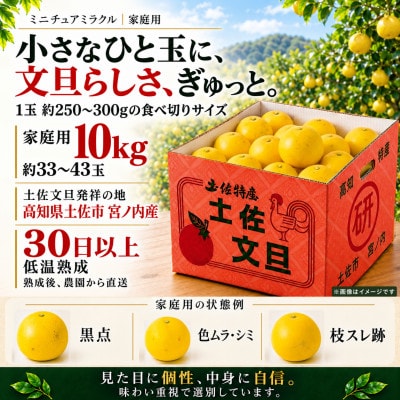 日本ギフト大賞受賞・先行予約 希少 ミニチュアミラクル土佐文旦10kg 高知県土佐市産 やの一果彩