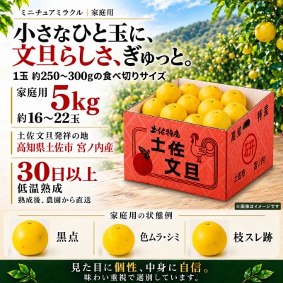 日本ギフト大賞受賞・先行予約 希少 ミニチュアミラクル土佐文旦 5kg 高知県土佐市産 やの一果彩