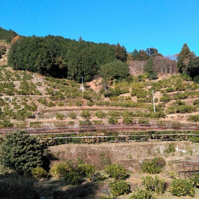 化学合成農薬栽培期間中不使用　土佐水谷農園の土佐文旦　3kg(5個前後)　A品※農園独自基準
