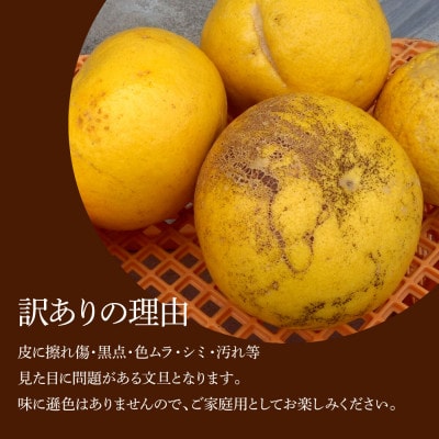 化学合成農薬栽培期間中不使用　土佐水谷農園の土佐文旦　中玉～大玉3kg(4個前後)　家庭用訳あり品