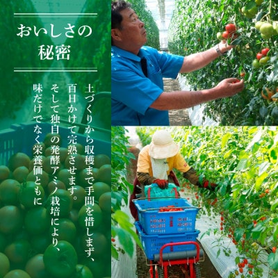 訳あり フルーツトマト 1kg | 高知県土佐市 | ふるさと納税