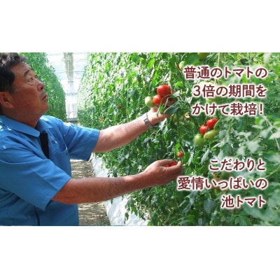 【2026年1月上旬～発送】旬の濃旨フルーツトマト約1kg 糖度8～10度 (大小混合)