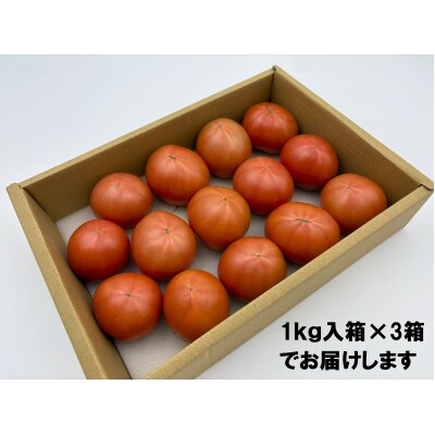 【2026年1月上旬～発送】フルーツトマト約3kg 糖度8～10度 (大小混合)