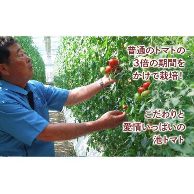 【2026年1月上旬～発送】フルーツトマト約3kg 糖度8～10度 (大小混合)