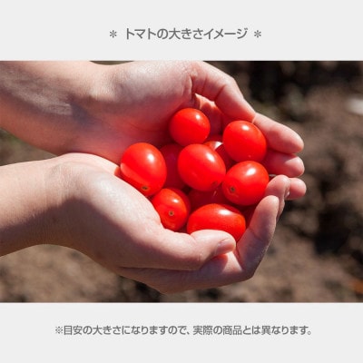 【2026年1月上旬～発送】あまいこトマト 約1kg　糖度7～8度