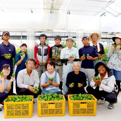 高知県産 植田ファームのこだわりピーマン 1kg