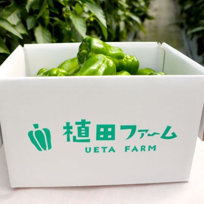 高知県産 植田ファームのこだわりピーマン 1kg
