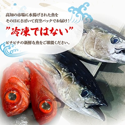 【毎月定期便】違いの分かる鮮魚店店長おすすめ　高知のお魚定期便!! 全6回
