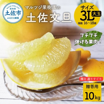 マルツジ果樹園の土佐文旦 贈答用 3L 大玉(約10kg)