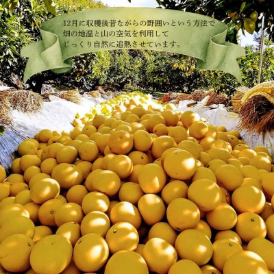 マルツジ果樹園の土佐文旦 小玉 訳あり品(約5kg)
