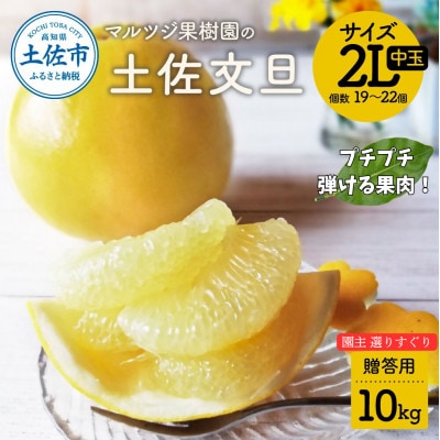 マルツジ果樹園の土佐文旦 贈答用 2L中玉(約10kg)