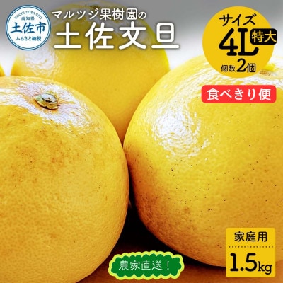 マルツジ果樹園の土佐文旦 家庭用 特大 4L　2個入り(約1.5kg)の食べきり便!