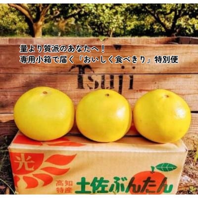 マルツジ果樹園の土佐文旦 家庭用 大玉 3L　3個入り(約1.8kg)の食べきり便!