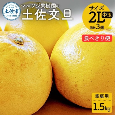 マルツジ果樹園の土佐文旦 家庭用 中玉 2L　3個入り(約1.5kg)の食べきり便!