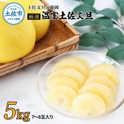〈土佐文旦の藤岡〉温室土佐文旦　贈答用5kg(7玉～8玉)【先行受付】2025年12月上旬頃～発送