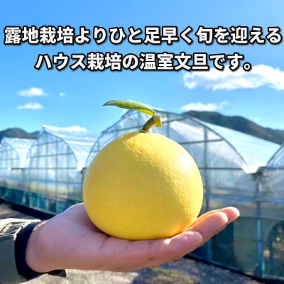 〈土佐文旦の藤岡〉温室土佐文旦贈答用3kg(5玉~6玉)【先行受付】2025年12月上旬頃~発送
