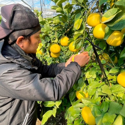 〈土佐文旦の藤岡〉温室土佐文旦贈答用3kg(5玉~6玉)【先行受付】2025年12月上旬頃~発送