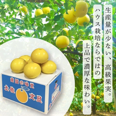 《土佐文旦の藤岡》温室土佐文旦【訳あり】家庭用　5kg(8～12玉)