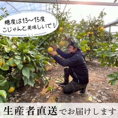 《土佐文旦の藤岡》温室土佐文旦【訳あり】家庭用　5kg(8～12玉)