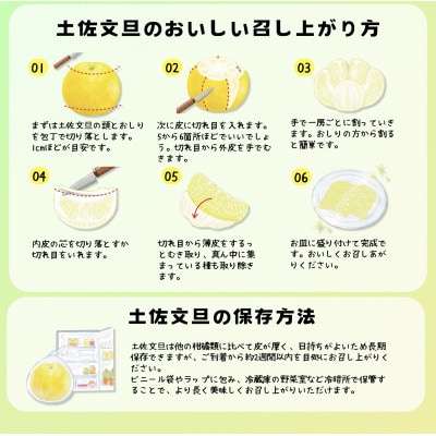《土佐文旦の藤岡》温室土佐文旦【訳あり】家庭用　5kg(8～12玉)