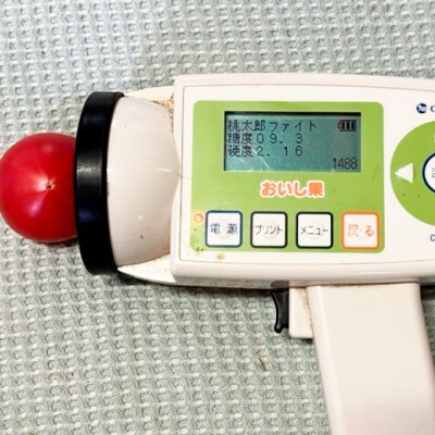 糖度9度以上 フルーツトマト しんちゃんトマト 750g×2箱 合計約1.5kg
