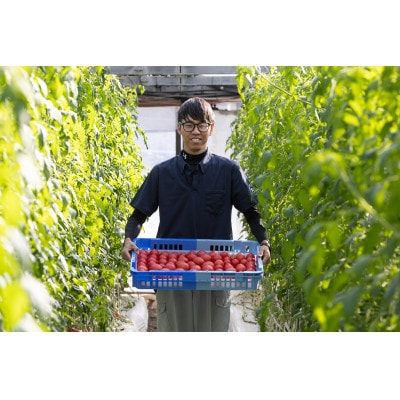 完熟トマト しんちゃんトマト 約1.5kg(750g×2箱) 糖度7.0～8.9度