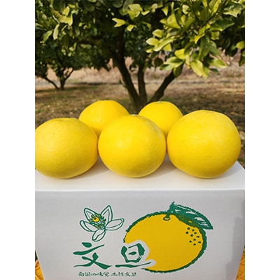 【期間限定】高知県産 石元農園の 土佐 文旦　贈答用　約5kg　(7～12玉)