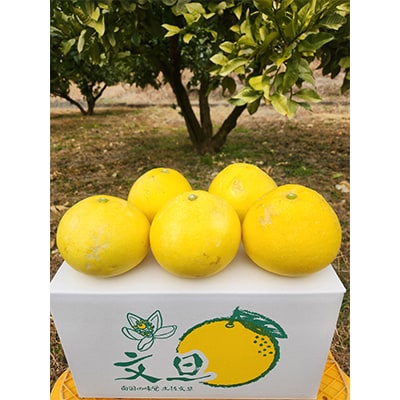 【期間限定】高知県産 石元農園の 土佐 文旦　家庭用　約10kg　(14～22玉)