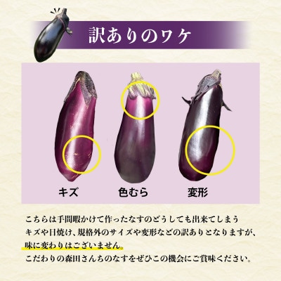 【2025年3月下旬より順次発送】森田さんちの(訳あり)土佐市産お竜なす約2.5kg土佐グルメ市場