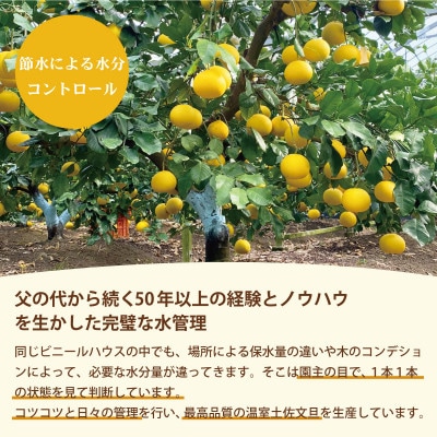 温室土佐文旦 高級 約3kg