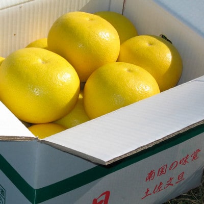 高知県土佐市産 楠瀬さんの土佐文旦 贈答用 小玉 約10kg(L～Mサイズ 24～30玉)